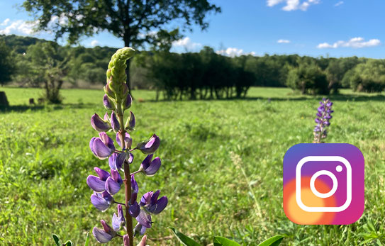 Folge dem Landgasthof Kupferschmiede auf Instagram